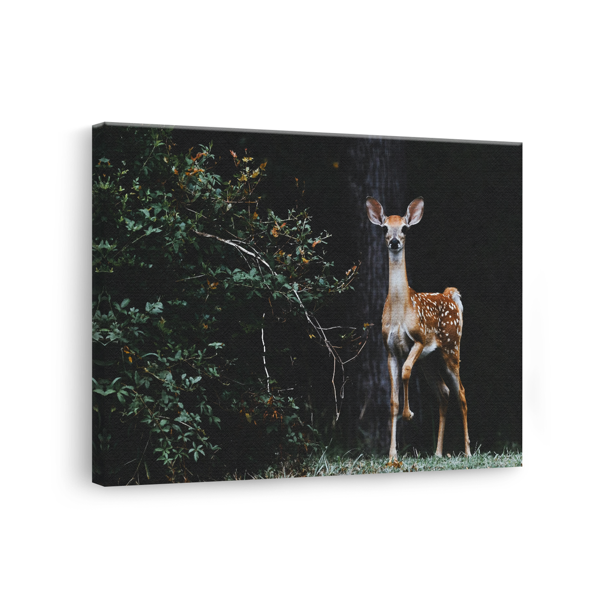 Tablou Canvas Animale Căprioară în Pădure