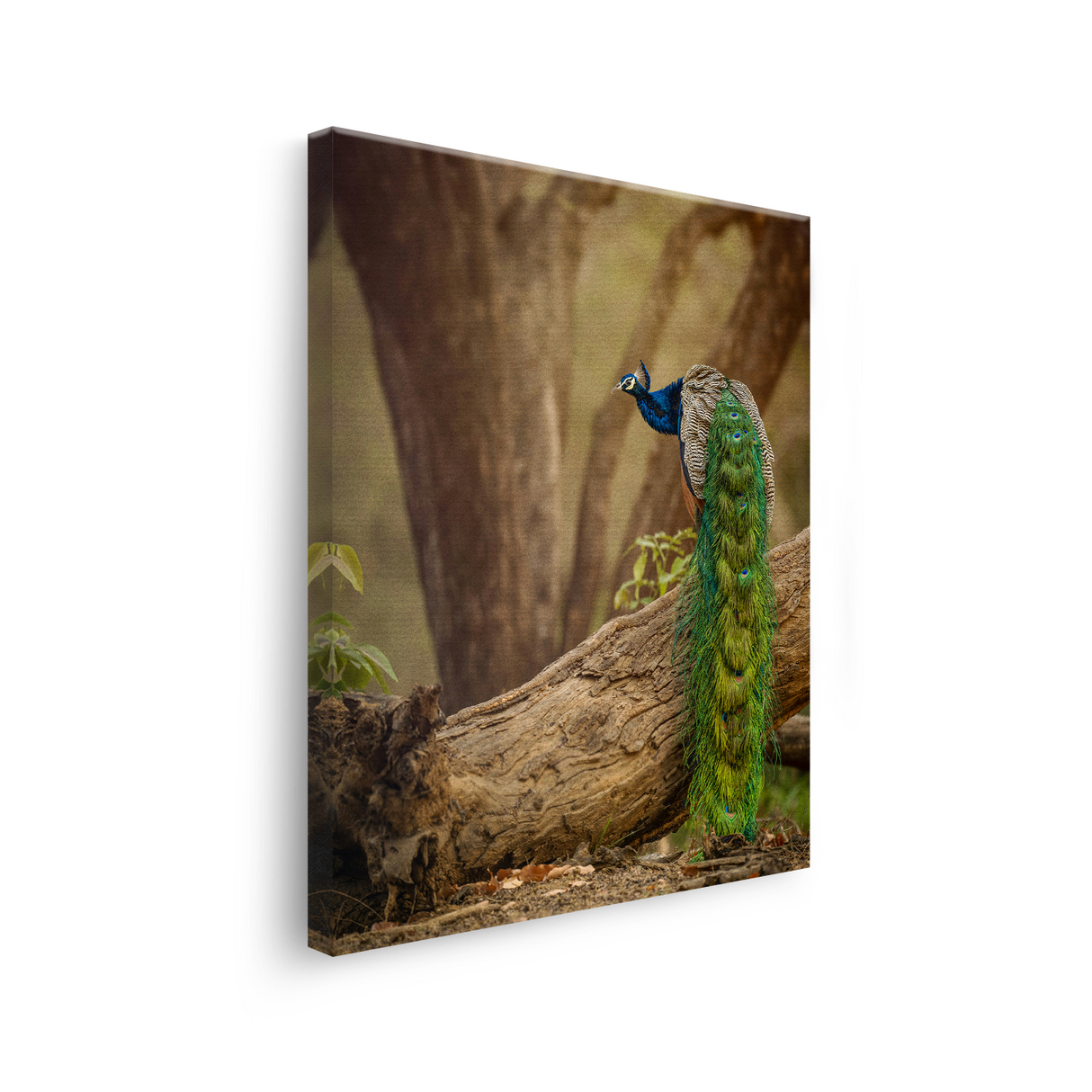 Tablou Canvas Animale Păun Sălbatic Verde