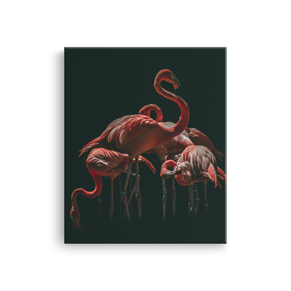 Tablou Canvas Flamingo în Lumină Dramatică, Artă Fotografică, Roșu-Negru