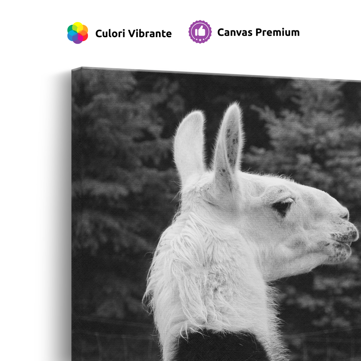 Tablou Canvas Lamă în Profil, Fotografie Artistică Monocromă, Alb-Negru