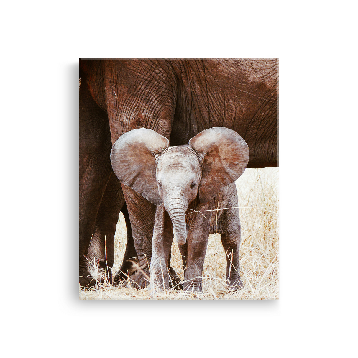 Tablou Canvas Pui de Elefant cu Mama sa, Natură Africană, Maro-Bej