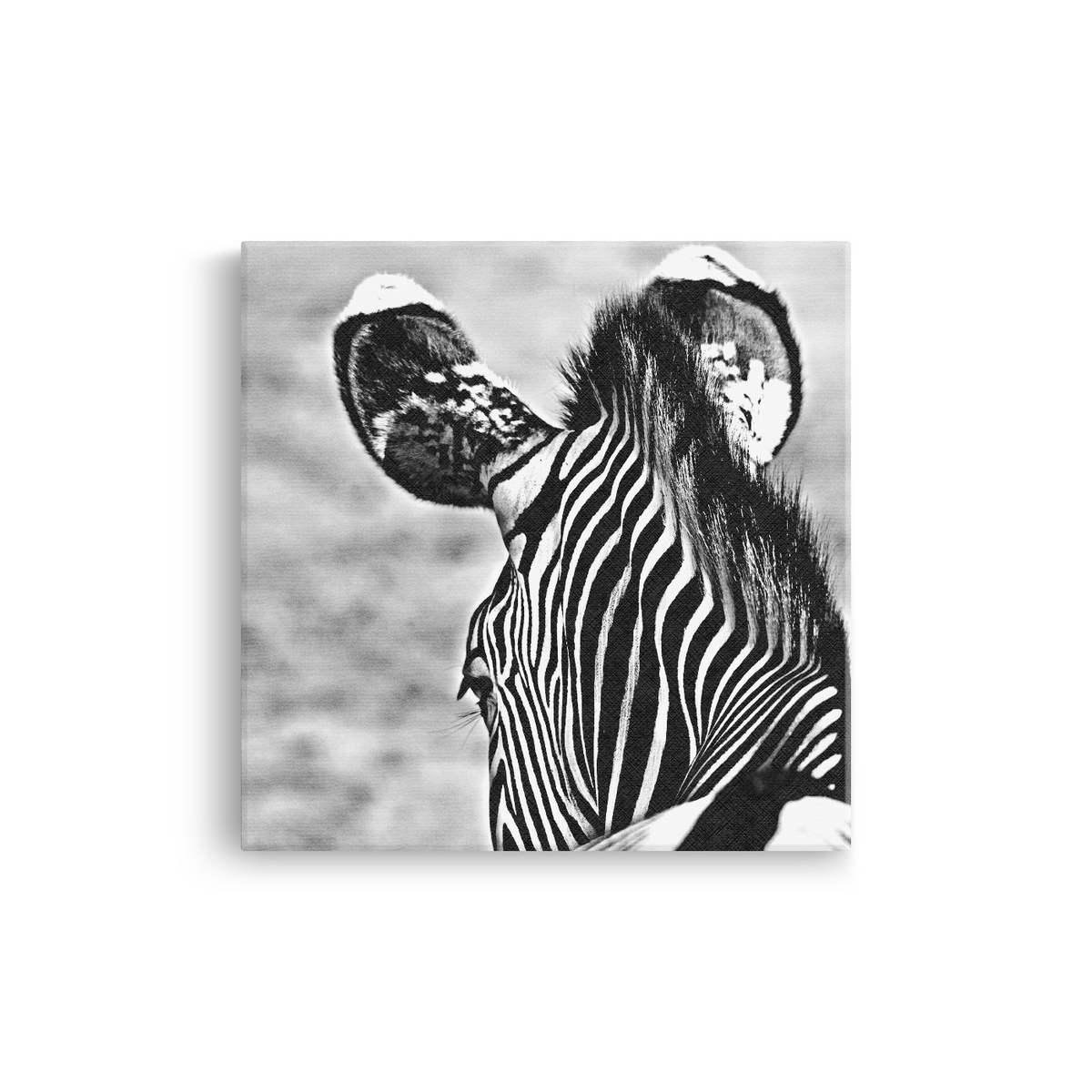 Tablou Canvas Zebră în Fotografie Artistică Alb-Negru - IPCVBW-553-2