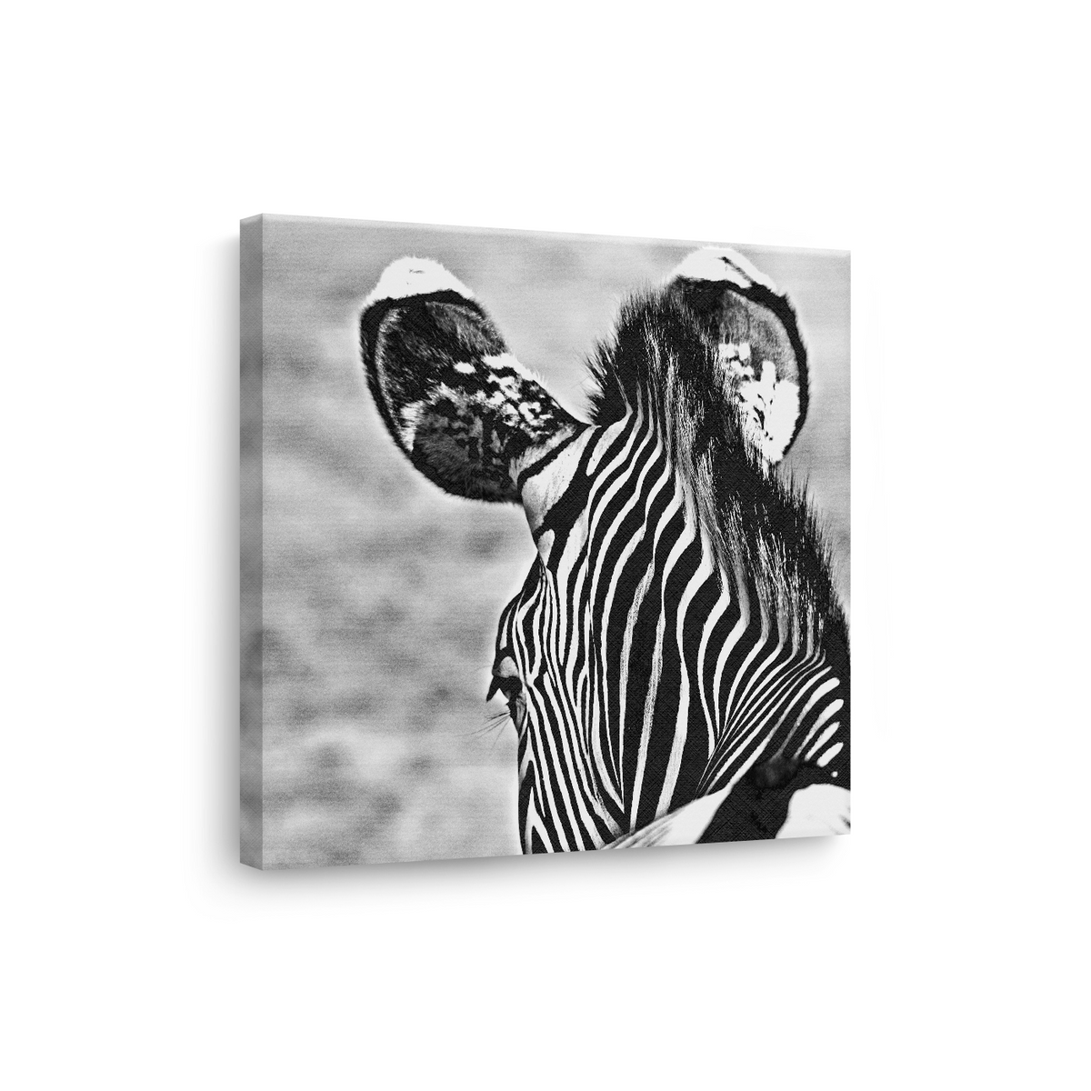 Tablou Canvas Zebră în Fotografie Artistică Alb-Negru - IPCVBW-553-3
