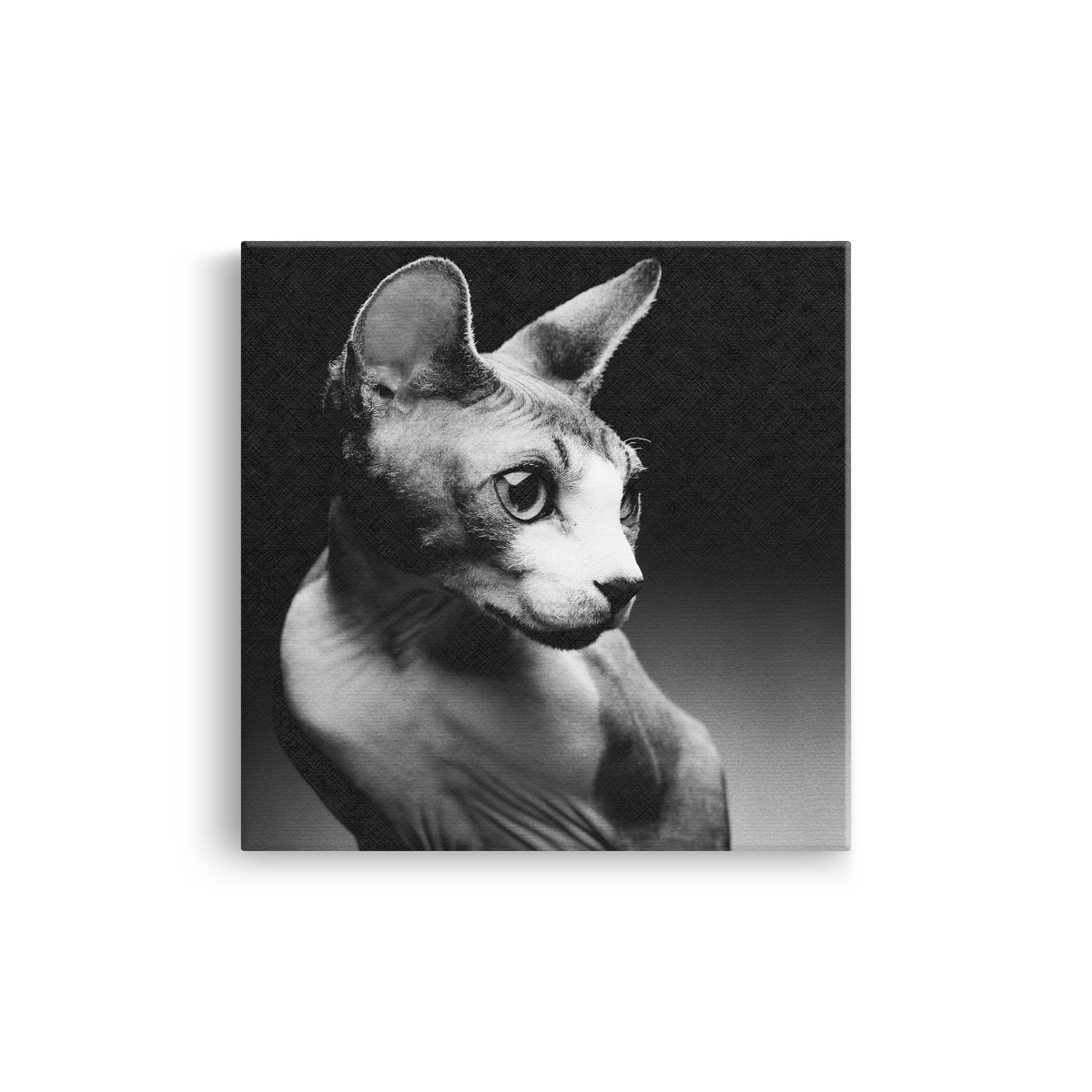 Tablou Pisică Sfinx în Stil Fine Art Alb-Negru - IPCVBW-559-2