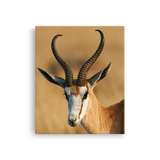 Tablou Canvas Animale Antilopă în Safari