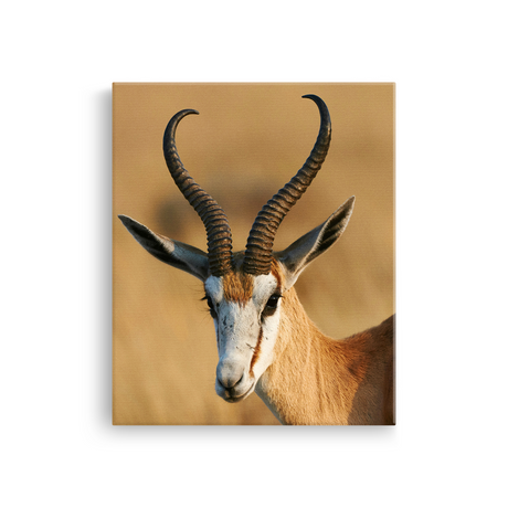 Tablou Canvas Animale Antilopă în Safari