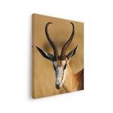 Tablou Canvas Animale Antilopă în Safari