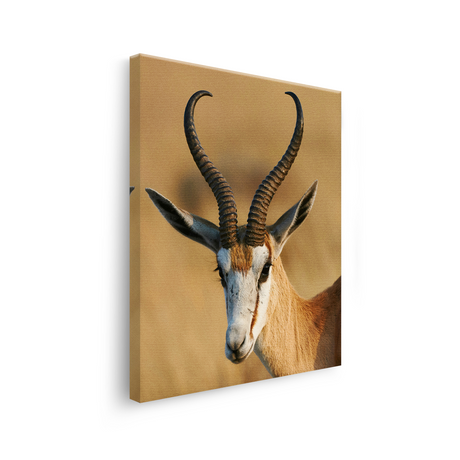 Tablou Canvas Animale Antilopă în Safari