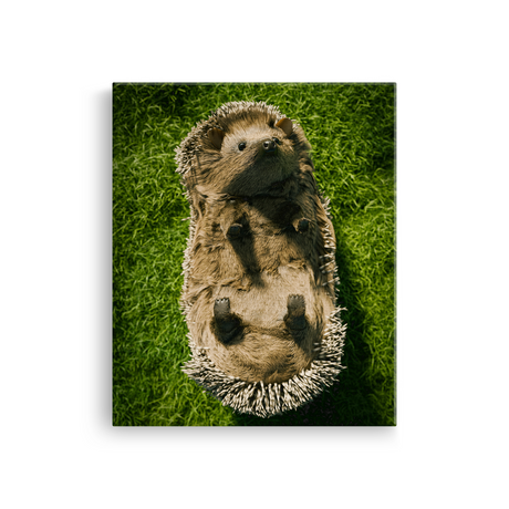 Tablou Canvas Animale Arici Simpatic