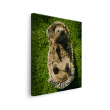 Tablou Canvas Animale Arici Simpatic