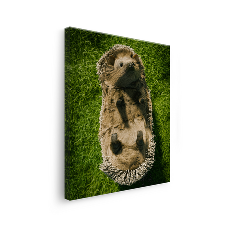 Tablou Canvas Animale Arici Simpatic