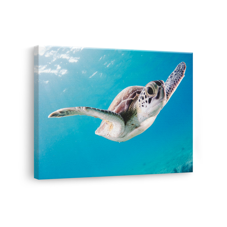 Tablou Canvas Animale Broască Țestoasă Înotând