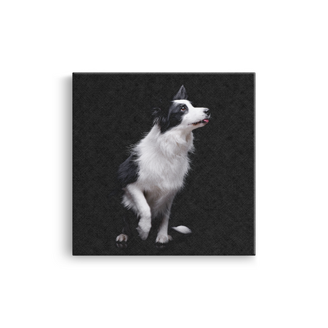 Tablou Canvas Animale Cățel Border Collie