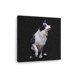 Tablou Canvas Animale Cățel Border Collie