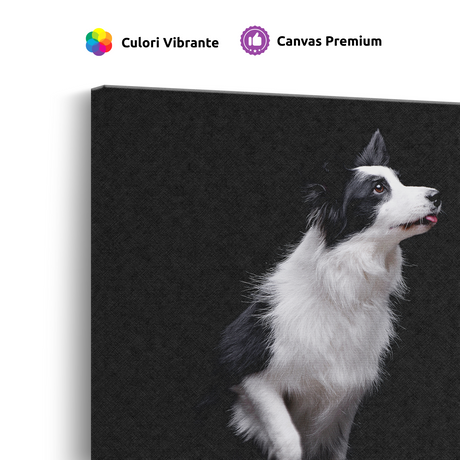 Tablou Canvas Animale Cățel Border Collie