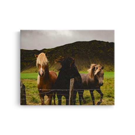Tablou Canvas Animale Cai Sălbatici