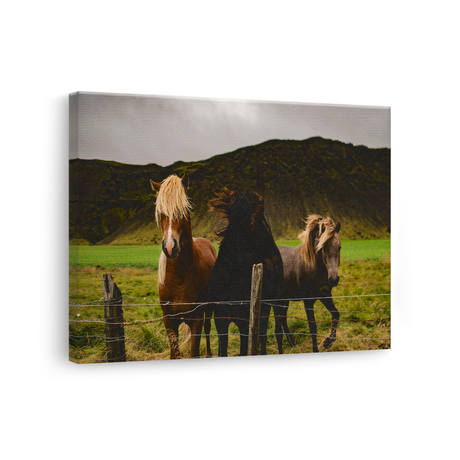 Tablou Canvas Animale Cai Sălbatici
