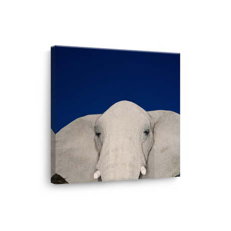 Tablou Canvas Animale Cap de Elefant
