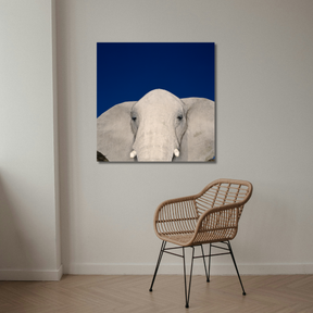 Tablou Canvas Animale Cap de Elefant