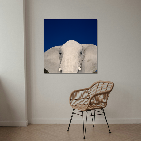 Tablou Canvas Animale Cap de Elefant