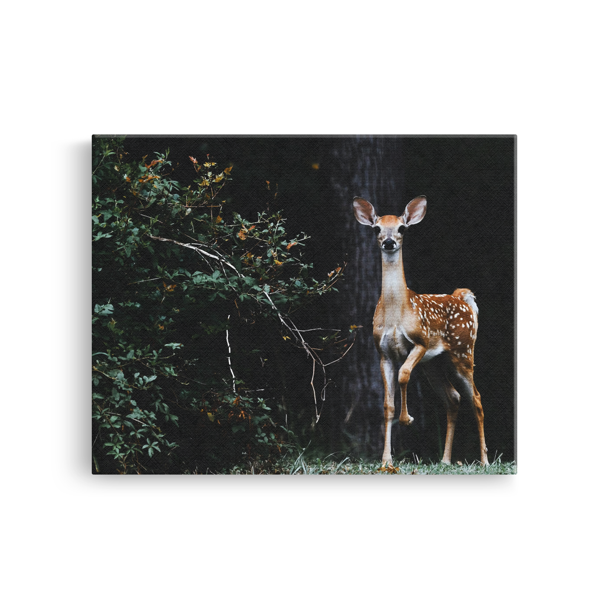 Tablou Canvas Animale Căprioară în Pădure