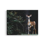 Tablou Canvas Animale Căprioară în Pădure