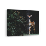 Tablou Canvas Animale Căprioară în Pădure