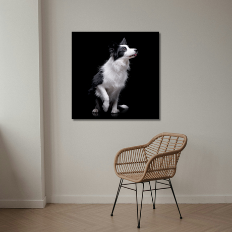 Tablou Canvas Animale Cățel Border Collie