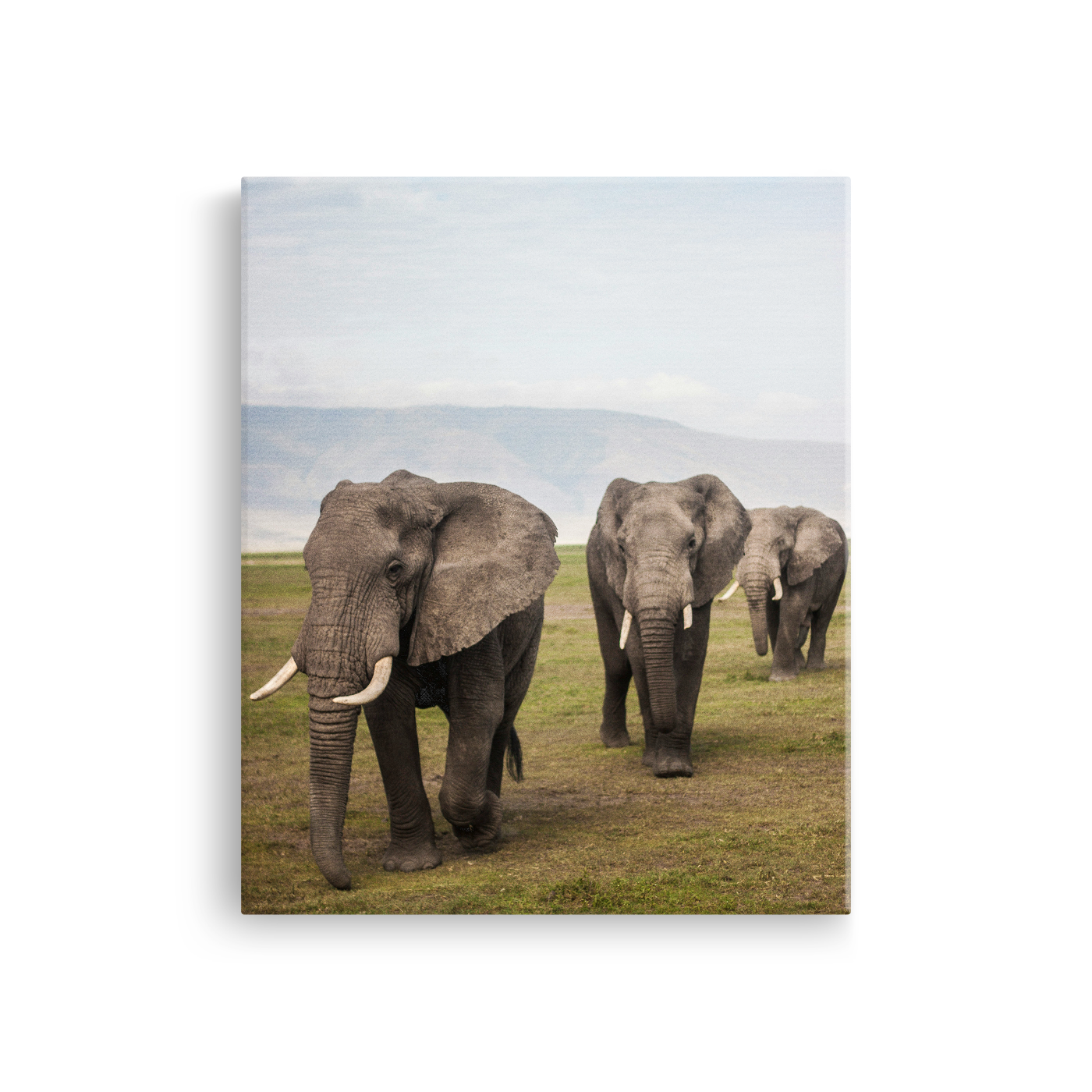 Tablou Canvas Animale Elefanți în Safari