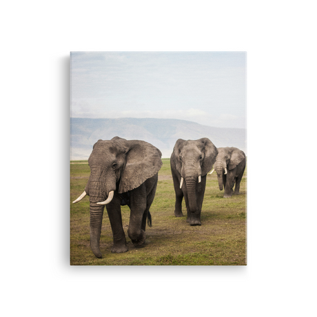 Tablou Canvas Animale Elefanți în Safari