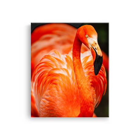Tablou Canvas Animale Flamingo Roșu Portocaliu Aprins