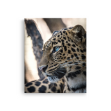 Tablou Canvas Animale Leopard Sălbatic