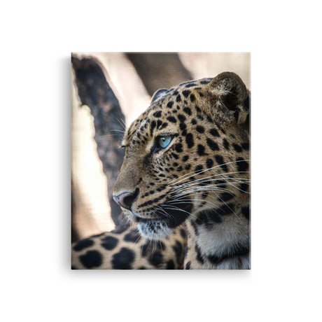 Tablou Canvas Animale Leopard Sălbatic