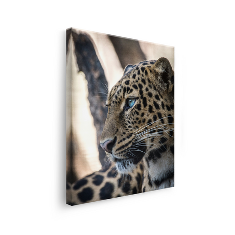 Tablou Canvas Animale Leopard Sălbatic