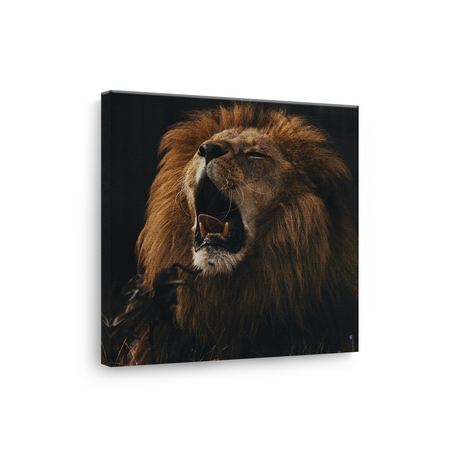 Tablou Canvas Animale Leu care Rage