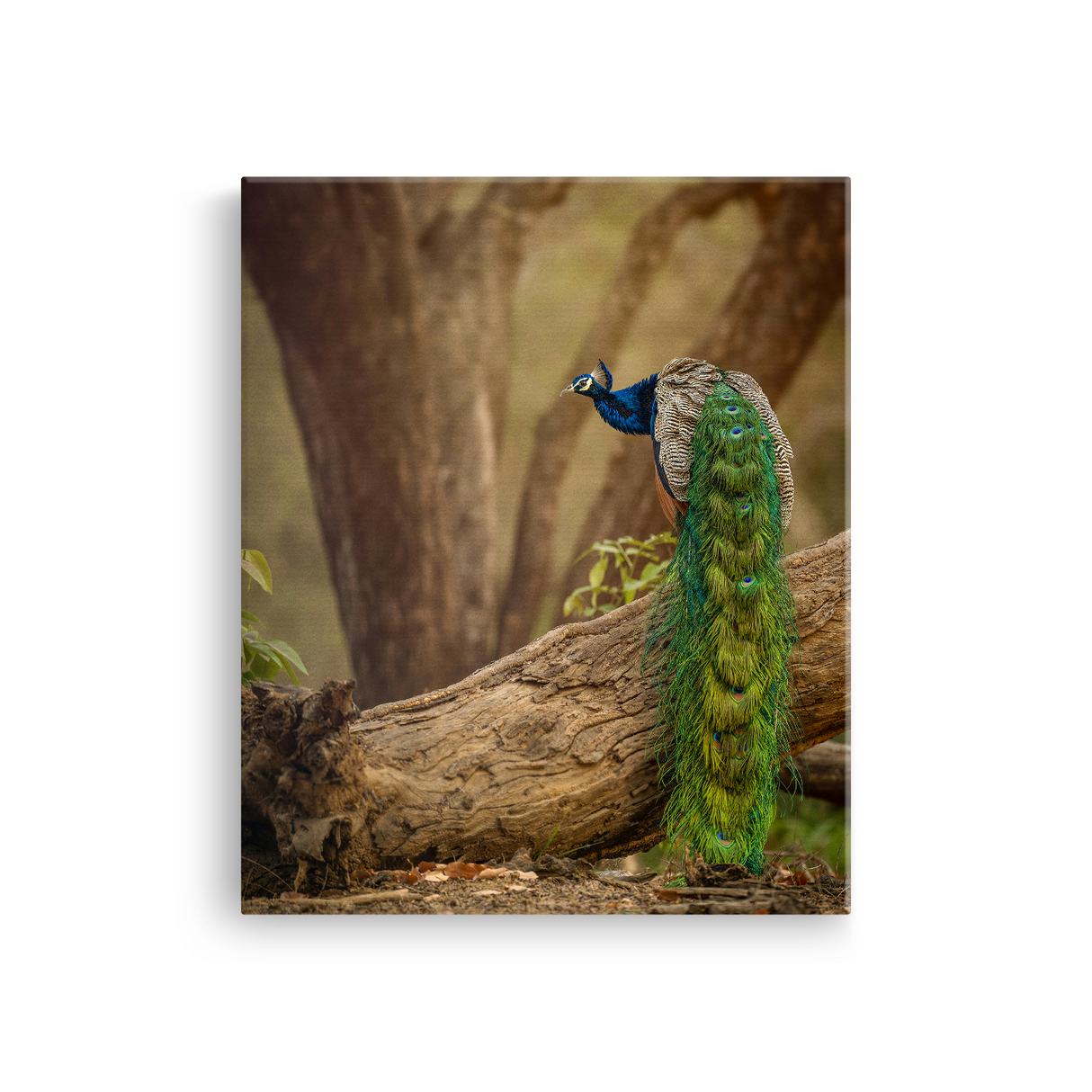 Tablou Canvas Animale Păun Sălbatic Verde