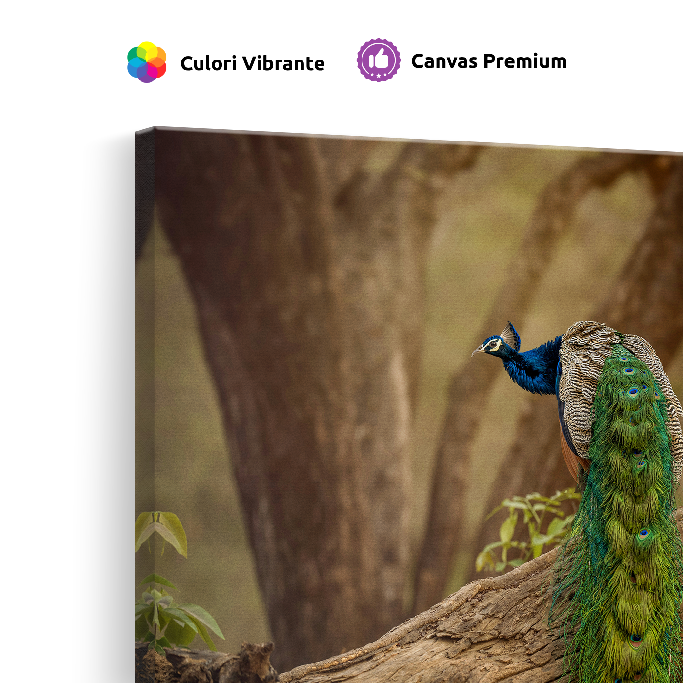 Tablou Canvas Animale Păun Sălbatic Verde