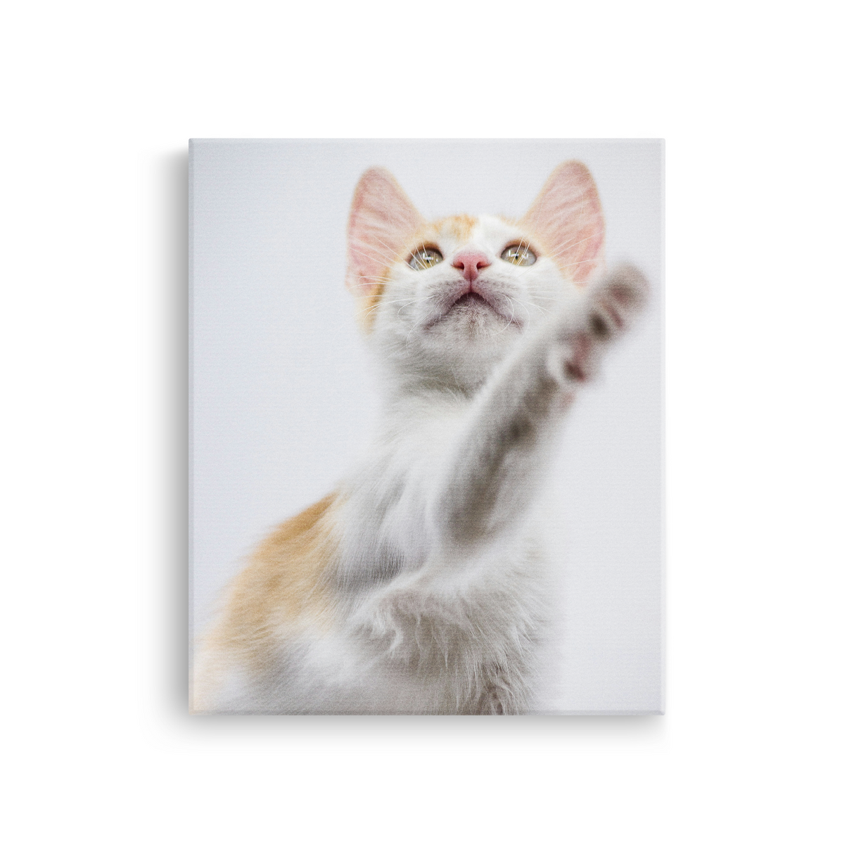 Tablou Canvas Animale Pisicuță Alb Portocaliu