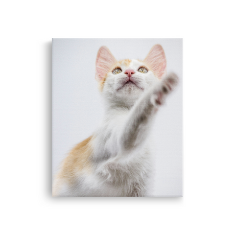 Tablou Canvas Animale Pisicuță Alb Portocaliu