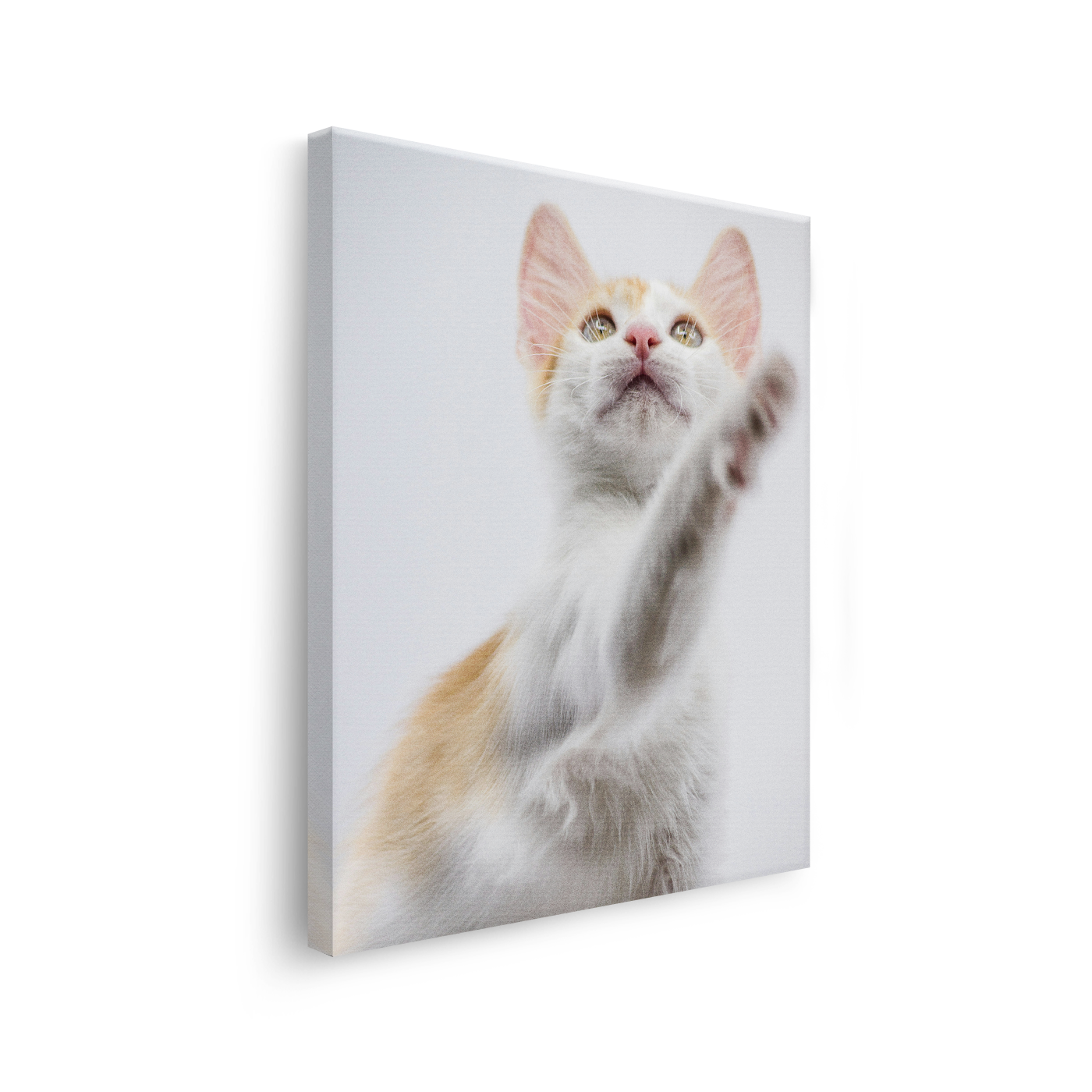 Tablou Canvas Animale Pisicuță Alb Portocaliu