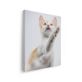Tablou Canvas Animale Pisicuță Alb Portocaliu