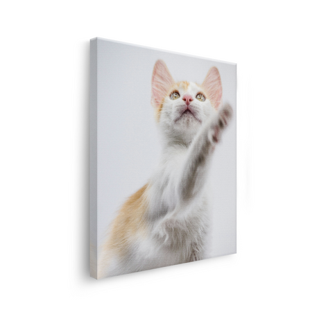 Tablou Canvas Animale Pisicuță Alb Portocaliu