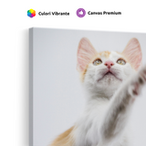 Tablou Canvas Animale Pisicuță Alb Portocaliu