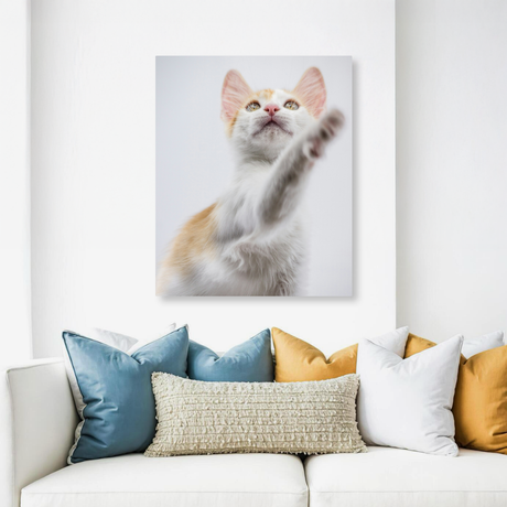 Tablou Canvas Animale Pisicuță Alb Portocaliu