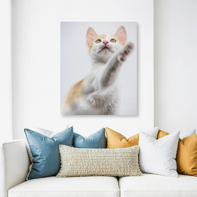 Tablou Canvas Animale Pisicuță Alb Portocaliu