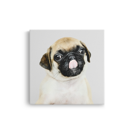 Tablou Canvas Animale Portret Câine Pugs