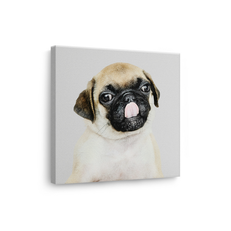 Tablou Canvas Animale Portret Câine Pugs