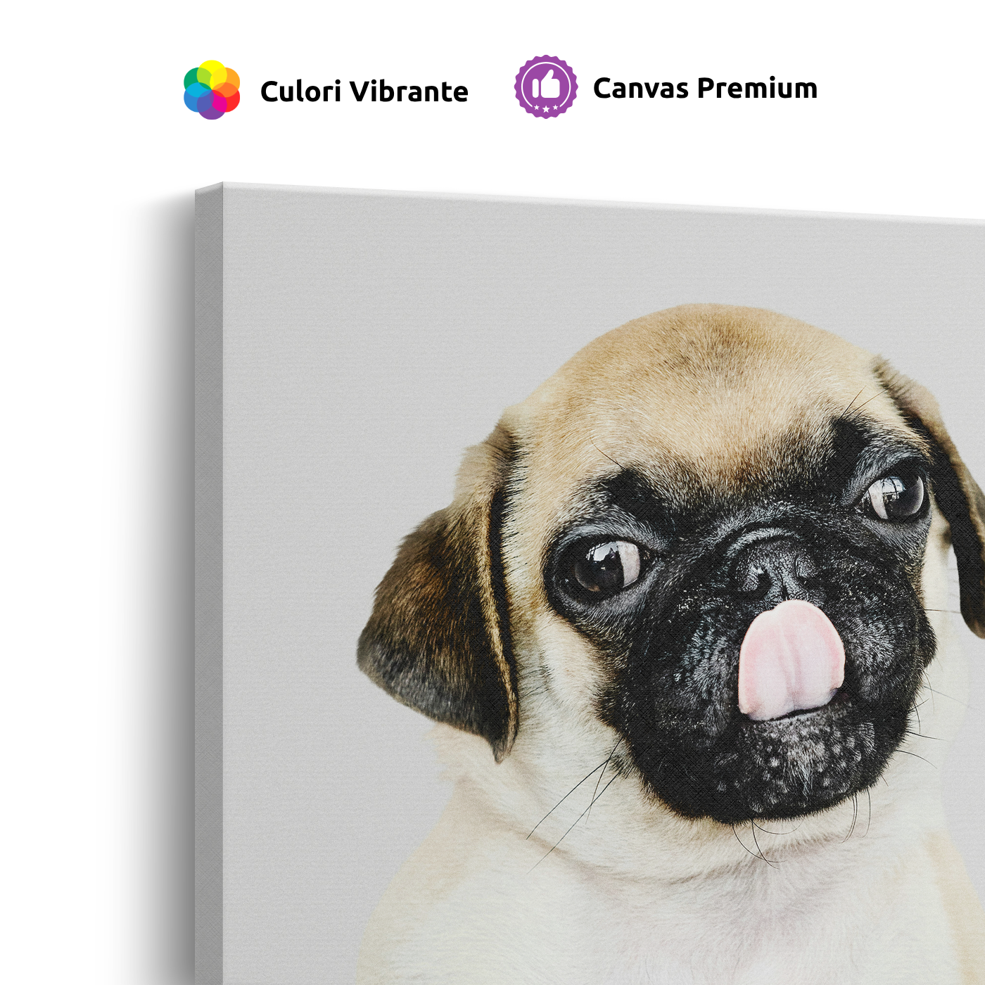 Tablou Canvas Animale Portret Câine Pugs