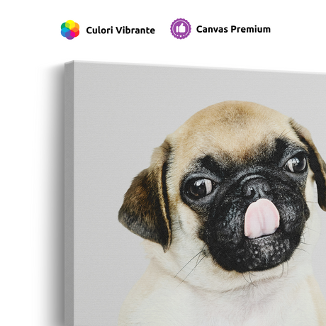 Tablou Canvas Animale Portret Câine Pugs