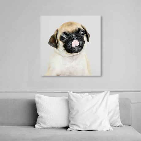 Tablou Canvas Animale Portret Câine Pugs